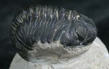 Bargain Phacops Trilobite From Morocco - #7953-2